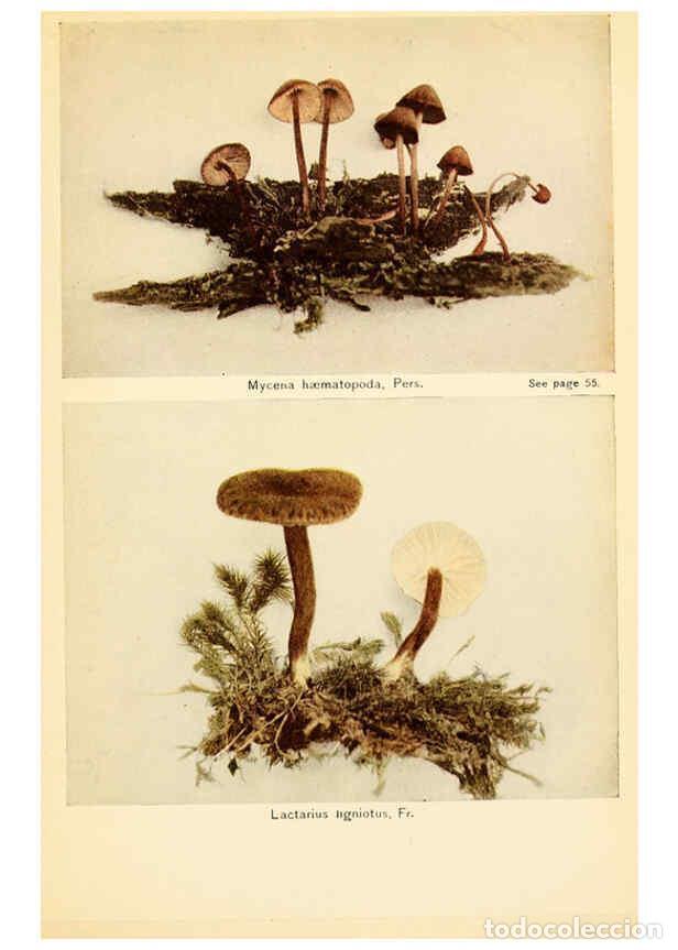 Coleccionismo de revistas y peri&oacute;dicos: Reproducci&oacute;n/Reproduction 6288866281: The mushroom book Garden City, N.Y. :Doubleday, Page,1920 - Ni