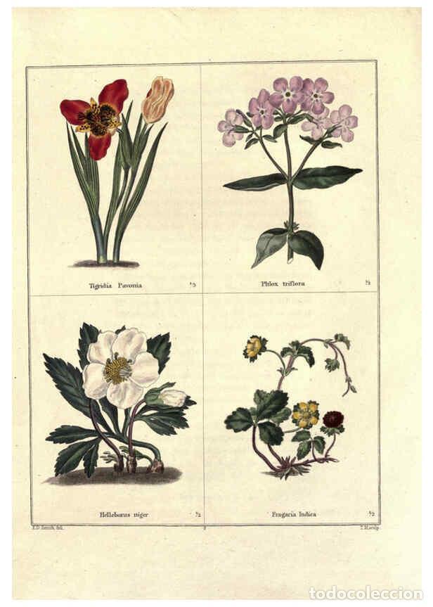 Collezionismo di Riviste e Giornali: Reproducci&oacute;n/Reproduction 6028485027: The botanic garden London :Simpkin & Marshall,1825- - Benjamin