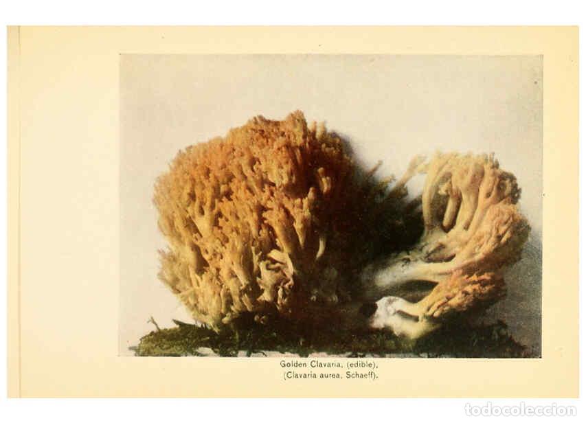 Coleccionismo de revistas y peri&oacute;dicos: Reproducci&oacute;n/Reproduction 6288867759: The mushroom book Garden City, N.Y. :Doubleday, Page,1920 - Ni