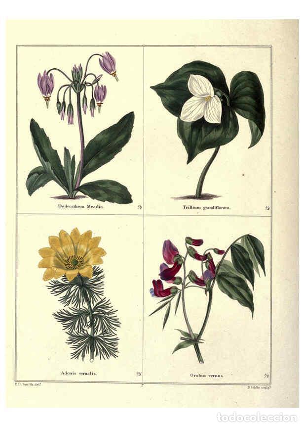 Collezionismo di Riviste e Giornali: Reproducci&oacute;n/Reproduction 6028485743: The botanic garden London :Simpkin & Marshall,1825- - Benjamin