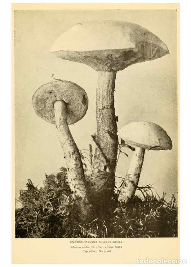 Coleccionismo de revistas y peri&oacute;dicos: Reproducci&oacute;n/Reproduction 6288869203: The mushroom book Garden City, N.Y. :Doubleday, Page,1920 - Ni