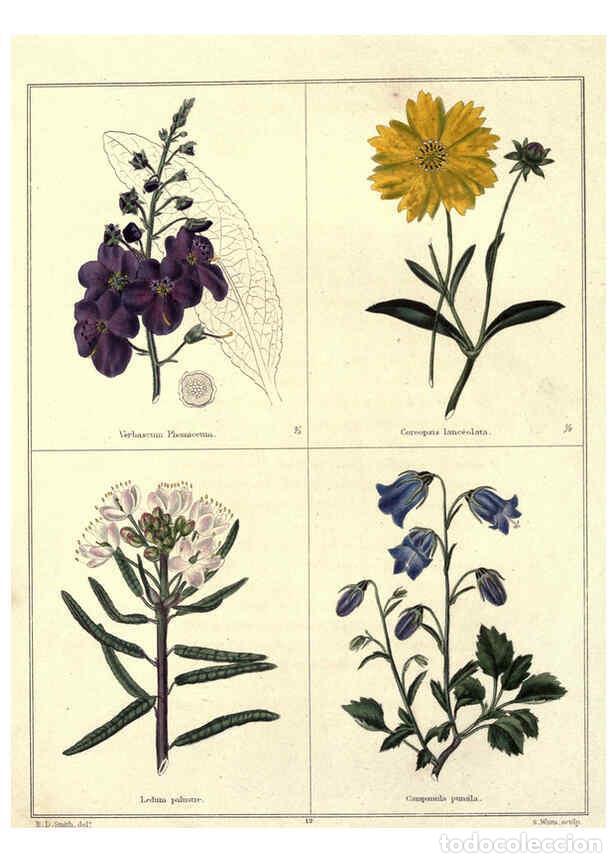 Collezionismo di Riviste e Giornali: Reproducci&oacute;n/Reproduction 6028486495: The botanic garden London :Simpkin & Marshall,1825- - Benjamin