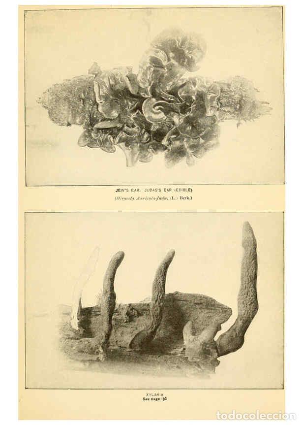 Coleccionismo de revistas y peri&oacute;dicos: Reproducci&oacute;n/Reproduction 6289390356: The mushroom book Garden City, N.Y. :Doubleday, Page,1920 - Ni