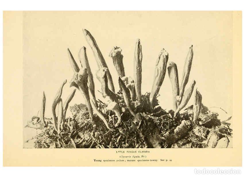 Coleccionismo de revistas y peri&oacute;dicos: Reproducci&oacute;n/Reproduction 6289387152: The mushroom book Garden City, N.Y. :Doubleday, Page,1920 - Ni