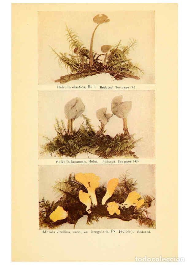 Coleccionismo de revistas y peri&oacute;dicos: Reproducci&oacute;n/Reproduction 6288873855: The mushroom book Garden City, N.Y. :Doubleday, Page,1920 - Ni