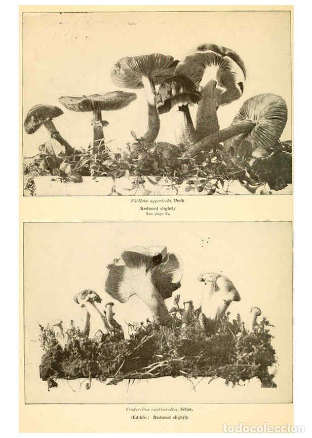 Coleccionismo de revistas y peri&oacute;dicos: Reproducci&oacute;n/Reproduction 6288862147: The mushroom book Garden City, N.Y. :Doubleday, Page,1920 - Ni