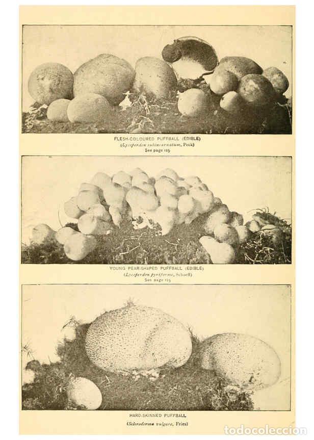 Coleccionismo de revistas y peri&oacute;dicos: Reproducci&oacute;n/Reproduction 6288872795: The mushroom book Garden City, N.Y. :Doubleday, Page,1920 - Ni