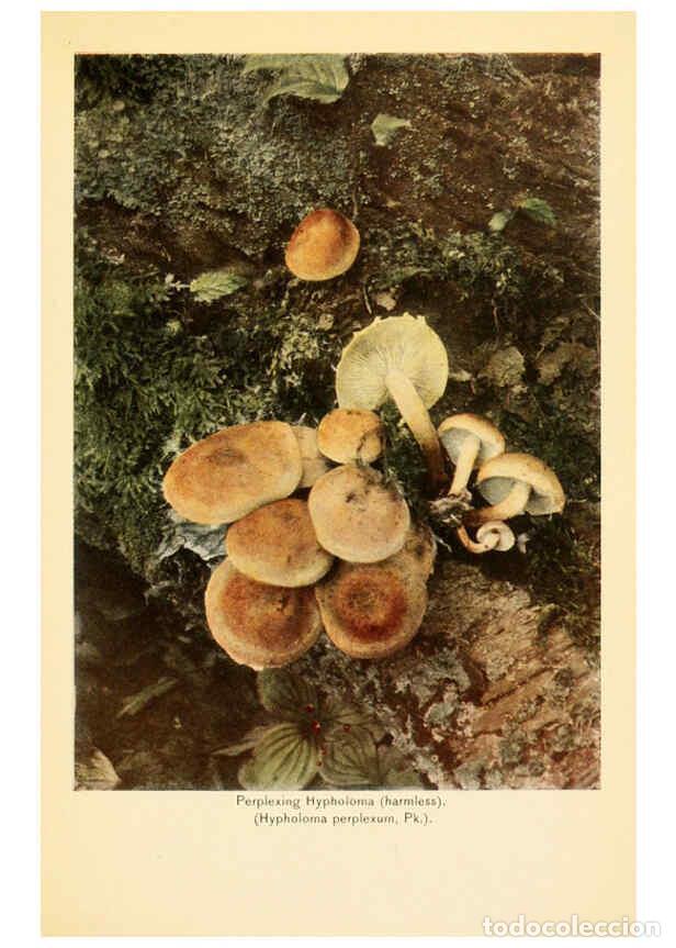 Coleccionismo de revistas y peri&oacute;dicos: Reproducci&oacute;n/Reproduction 6289383468: The mushroom book Garden City, N.Y. :Doubleday, Page,1920 - Ni