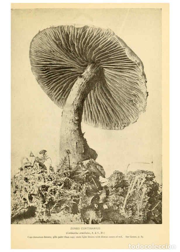 Coleccionismo de revistas y peri&oacute;dicos: Reproducci&oacute;n/Reproduction 6288865065: The mushroom book Garden City, N.Y. :Doubleday, Page,1920 - Ni