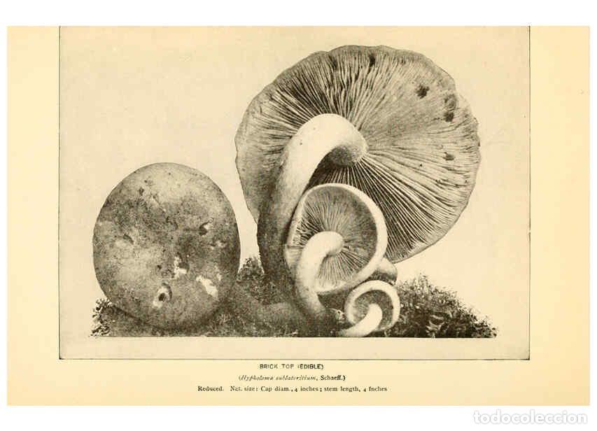 Coleccionismo de revistas y peri&oacute;dicos: Reproducci&oacute;n/Reproduction 6289384228: The mushroom book Garden City, N.Y. :Doubleday, Page,1920 - Ni