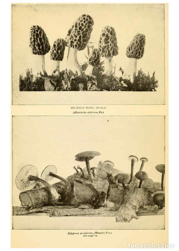 Coleccionismo de revistas y peri&oacute;dicos: Reproducci&oacute;n/Reproduction 6289394350: The mushroom book Garden City, N.Y. :Doubleday, Page,1920 - Ni
