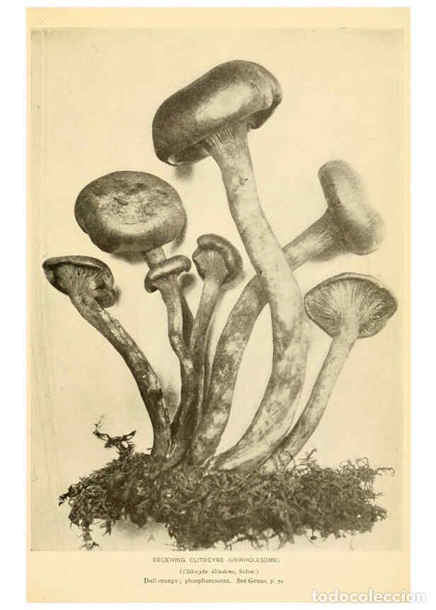 Coleccionismo de revistas y peri&oacute;dicos: Reproducci&oacute;n/Reproduction 6289380920: The mushroom book Garden City, N.Y. :Doubleday, Page,1920 - Ni