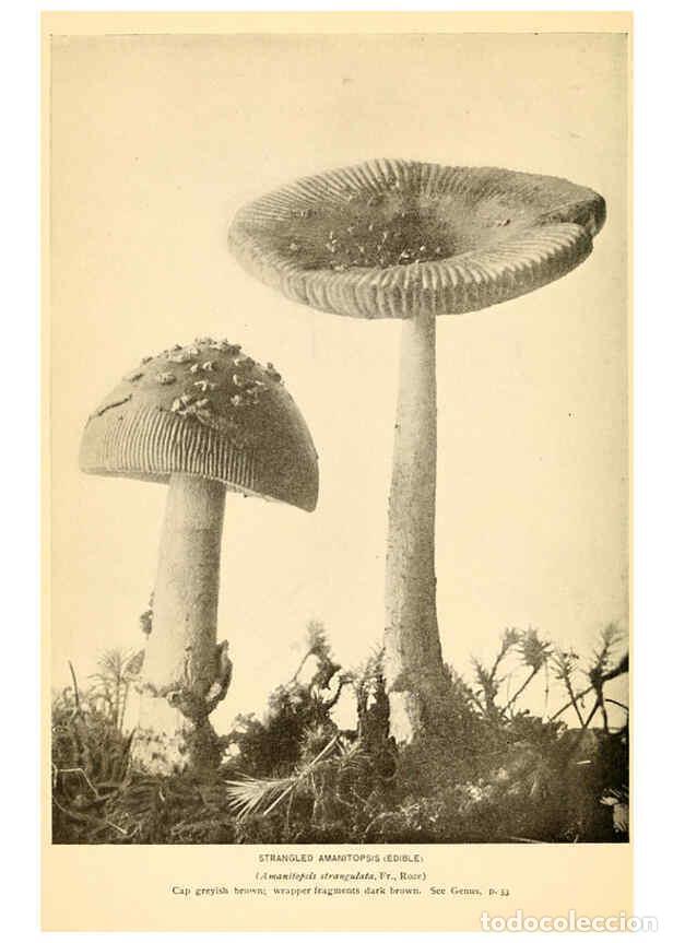 Coleccionismo de revistas y peri&oacute;dicos: Reproducci&oacute;n/Reproduction 6288856429: The mushroom book Garden City, N.Y. :Doubleday, Page,1920 - Ni