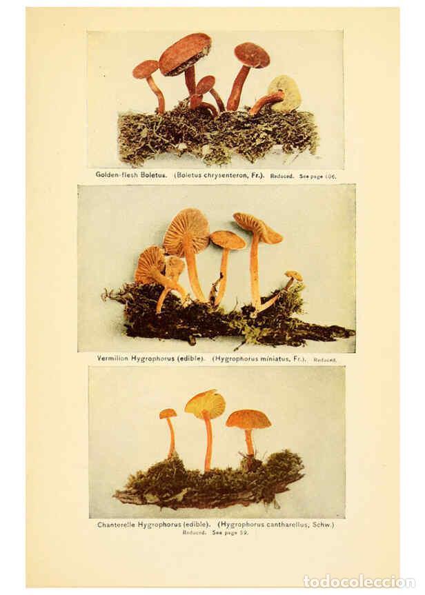 Coleccionismo de revistas y peri&oacute;dicos: Reproducci&oacute;n/Reproduction 6288858309: The mushroom book Garden City, N.Y. :Doubleday, Page,1920 - Ni
