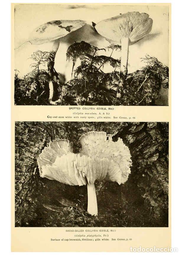 Coleccionismo de revistas y peri&oacute;dicos: Reproducci&oacute;n/Reproduction 6288859807: The mushroom book Garden City, N.Y. :Doubleday, Page,1920 - Ni