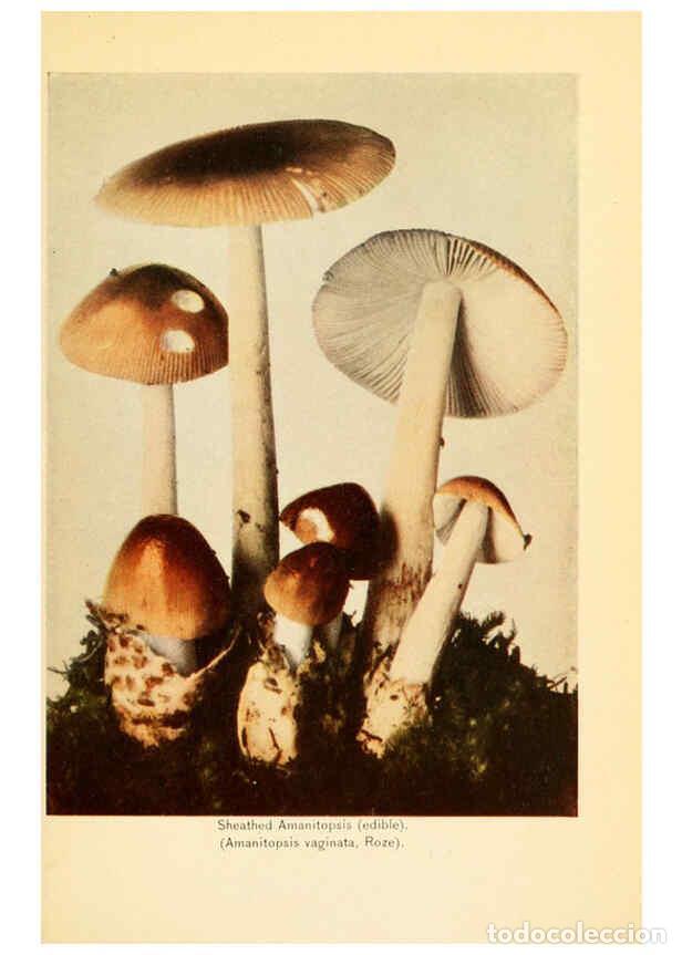 Coleccionismo de revistas y peri&oacute;dicos: Reproducci&oacute;n/Reproduction 6288856773: The mushroom book Garden City, N.Y. :Doubleday, Page,1920 - Ni