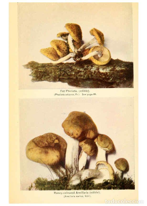 Coleccionismo de revistas y peri&oacute;dicos: Reproducci&oacute;n/Reproduction 6288858515: The mushroom book Garden City, N.Y. :Doubleday, Page,1920 - Ni