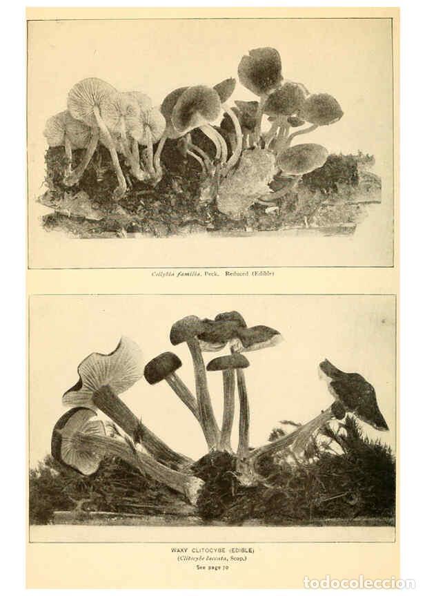 Coleccionismo de revistas y peri&oacute;dicos: Reproducci&oacute;n/Reproduction 6289379964: The mushroom book Garden City, N.Y. :Doubleday, Page,1920 - Ni