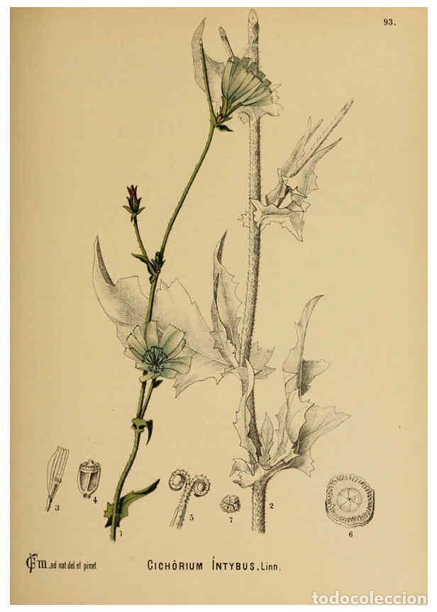 Collezionismo di Riviste e Giornali: Reproducci&oacute;n/Reproduction 6025973010: American medicinal plants New York,Boericke & Tafel,c1887 - Ch