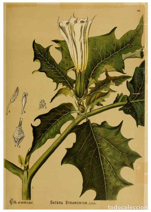 Collezionismo di Riviste e Giornali: Reproducci&oacute;n/Reproduction 6025983730: American medicinal plants New York,Boericke & Tafel,c1887 - Ch