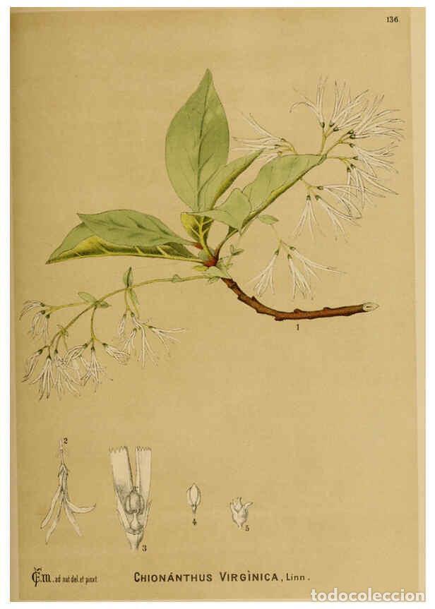 Collezionismo di Riviste e Giornali: Reproducci&oacute;n/Reproduction 6025431557: American medicinal plants New York,Boericke & Tafel,c1887 - Ch