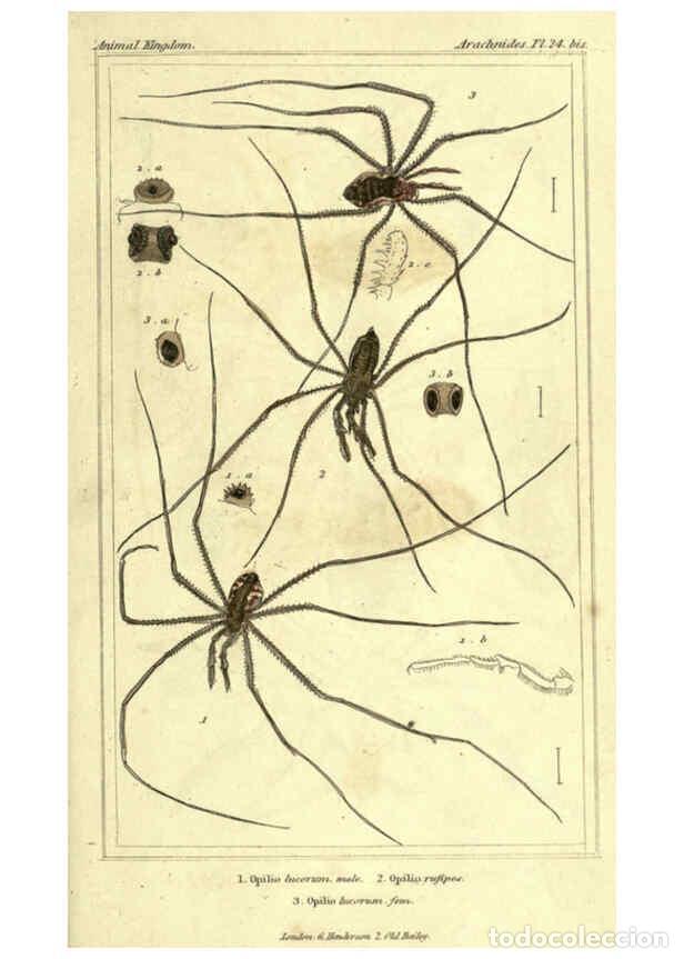 Collezionismo di Riviste e Giornali: Reproducci&oacute;n/Reproduction 6298598838: The animal kingdom, arranged according to its organization Lon