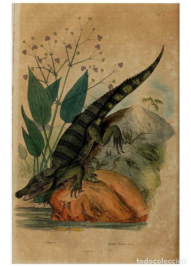 Collezionismo di Riviste e Giornali: Reproducci&oacute;n/Reproduction 6298608838: Dictionnaire pittoresque d'histoire naturelle et des ph&eacute;nom&egrave;ne