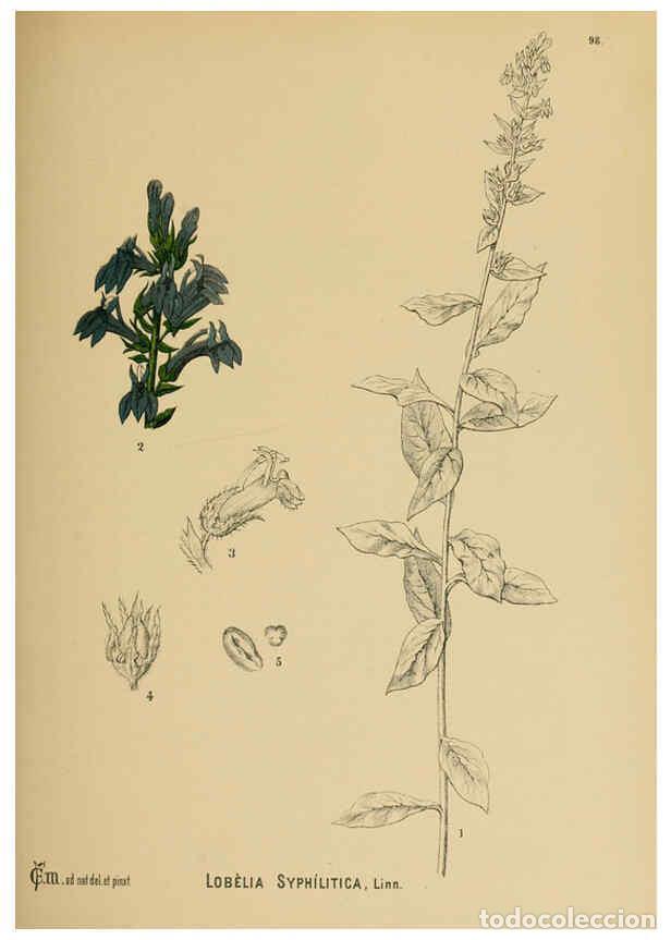 Collezionismo di Riviste e Giornali: Reproducci&oacute;n/Reproduction 6025419143: American medicinal plants New York,Boericke & Tafel,c1887 - Ch