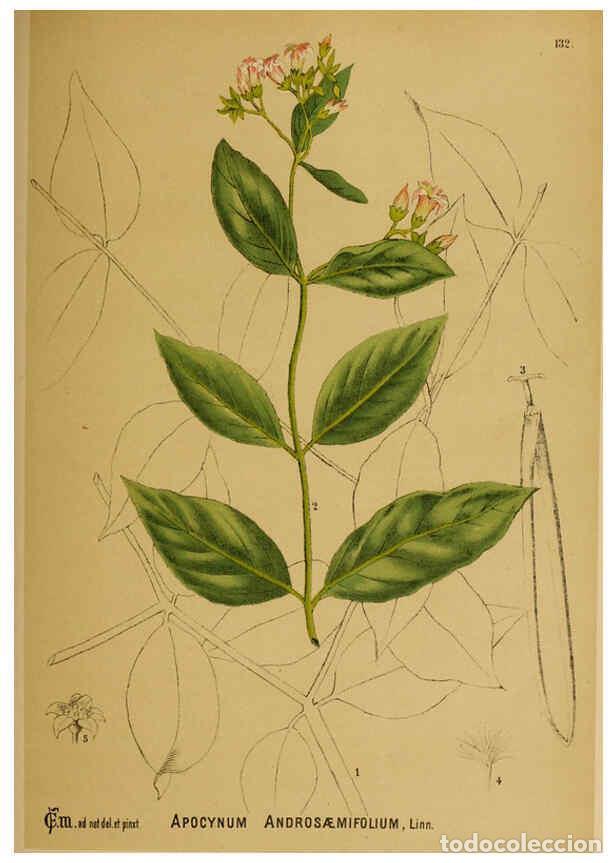 Collezionismo di Riviste e Giornali: Reproducci&oacute;n/Reproduction 6025430323: American medicinal plants New York,Boericke & Tafel,c1887 - Ch