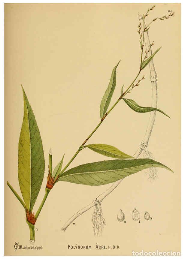 Collezionismo di Riviste e Giornali: Reproducci&oacute;n/Reproduction 6025433641: American medicinal plants New York,Boericke & Tafel,c1887 - Ch