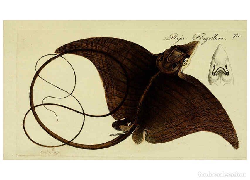 Collezionismo di Riviste e Giornali: Reproducci&oacute;n/Reproduction 6298069883: M.E. Blochii ... Systema ichthyologiae iconibus CX illustratum