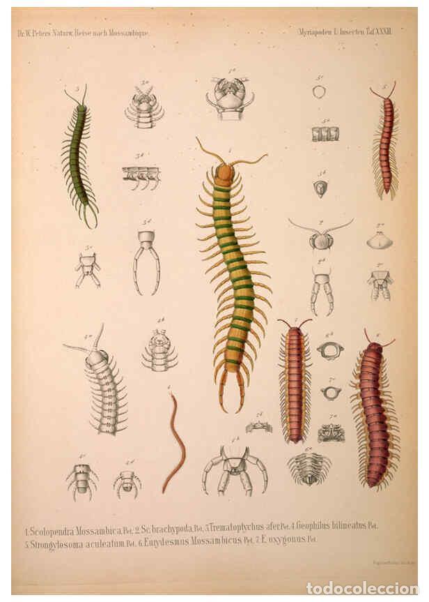 Collezionismo di Riviste e Giornali: Reproducci&oacute;n/Reproduction 6298610104: Naturwissenschaftliche reise nach Mossambique Berlin,G. Reimer