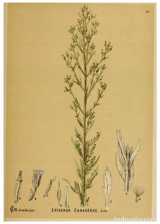Collezionismo di Riviste e Giornali: Reproducci&oacute;n/Reproduction 6025413499: American medicinal plants New York,Boericke & Tafel,c1887 - Ch