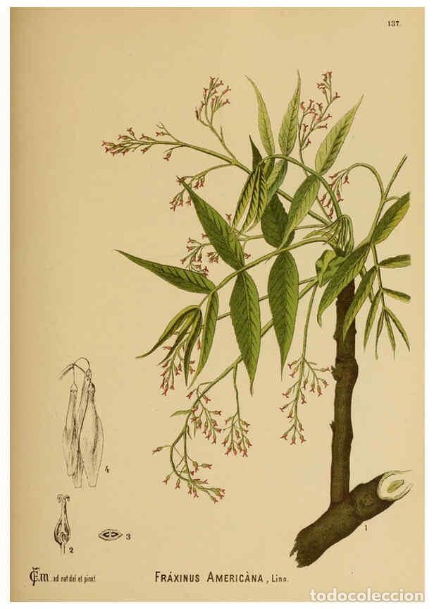 Collezionismo di Riviste e Giornali: Reproducci&oacute;n/Reproduction 6025431839: American medicinal plants New York,Boericke & Tafel,c1887 - Ch