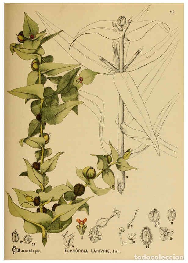 Collezionismo di Riviste e Giornali: Reproducci&oacute;n/Reproduction 6025436091: American medicinal plants New York,Boericke & Tafel,c1887 - Ch