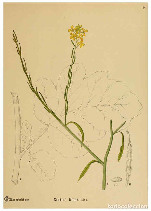 Collezionismo di Riviste e Giornali: Reproducci&oacute;n/Reproduction 6025948828: American medicinal plants New York,Boericke & Tafel,c1887 - Ch