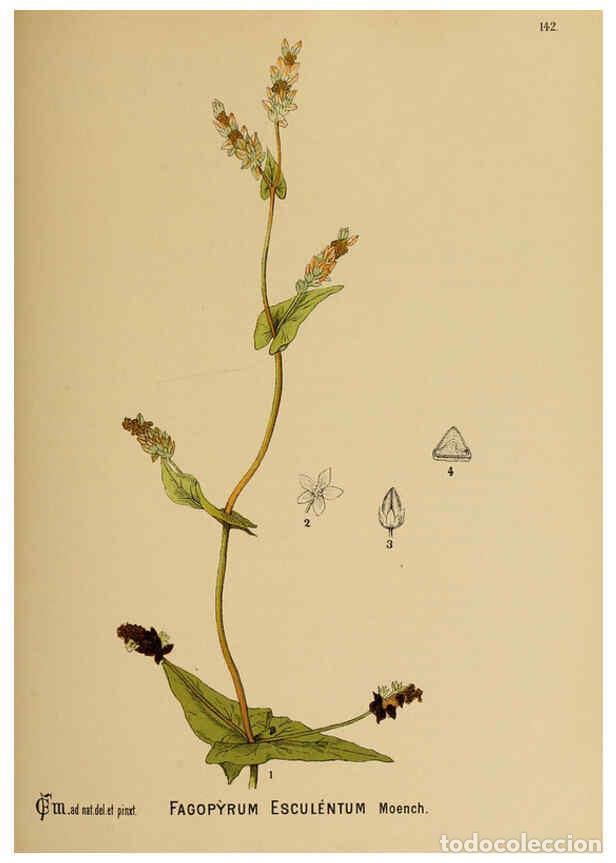 Collezionismo di Riviste e Giornali: Reproducci&oacute;n/Reproduction 6025989248: American medicinal plants New York,Boericke & Tafel,c1887 - Ch