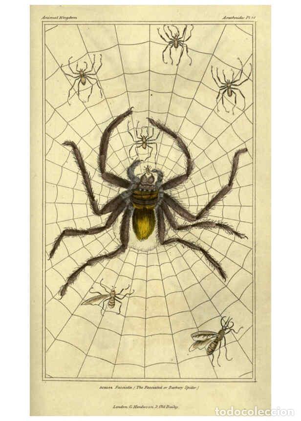 Collezionismo di Riviste e Giornali: Reproducci&oacute;n/Reproduction 6298068141: The animal kingdom, arranged according to its organization Lon