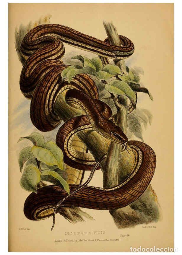 Collezionismo di Riviste e Giornali: Reproducci&oacute;n/Reproduction 6298608658: Contributions to the natural history of Labuan, and the adjace