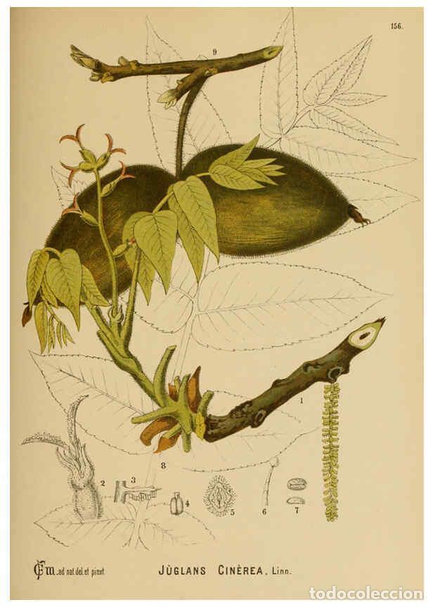 Collezionismo di Riviste e Giornali: Reproducci&oacute;n/Reproduction 6025437819: American medicinal plants New York,Boericke & Tafel,c1887 - Ch