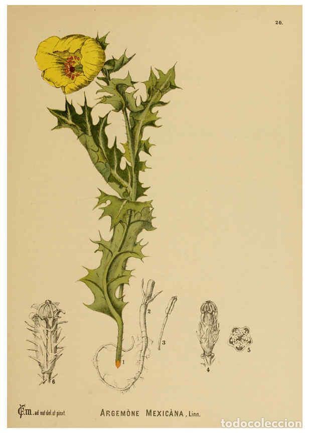 Collezionismo di Riviste e Giornali: Reproducci&oacute;n/Reproduction 6025947756: American medicinal plants New York,Boericke & Tafel,c1887 - Ch