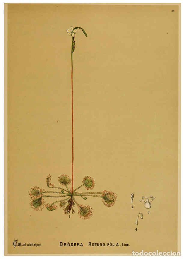 Collezionismo di Riviste e Giornali: Reproducci&oacute;n/Reproduction 6025395317: American medicinal plants New York,Boericke & Tafel,c1887 - Ch