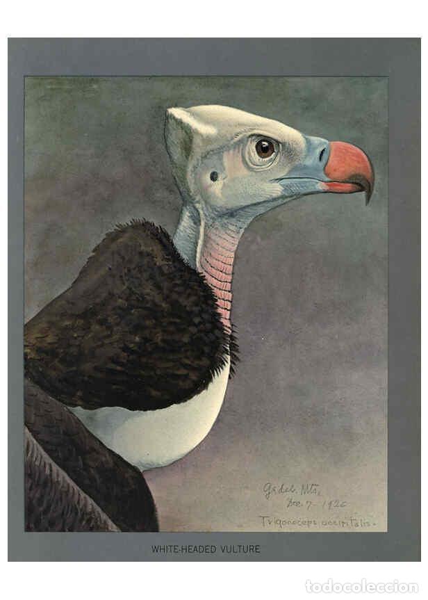 Collezionismo di Riviste e Giornali: Reproducci&oacute;n/Reproduction 6298590144: Album of Abyssinian birds and mammals Chicago :Field Museum of