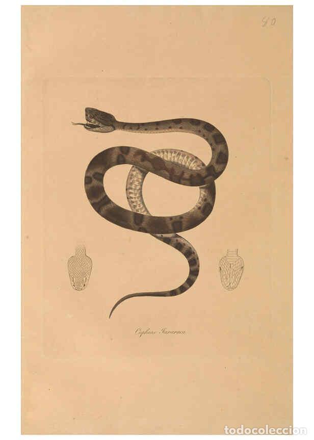 Collezionismo di Riviste e Giornali: Reproducci&oacute;n/Reproduction 6298073843: Abbildungen zur Naturgeschichte Brasiliens Weimar :im Verlage