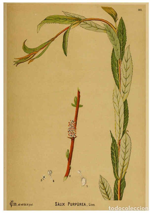 Collezionismo di Riviste e Giornali: Reproducci&oacute;n/Reproduction 6025994922: American medicinal plants New York,Boericke & Tafel,c1887 - Ch