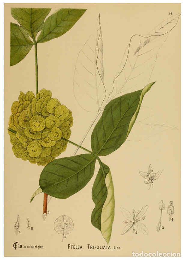 Collezionismo di Riviste e Giornali: Reproducci&oacute;n/Reproduction 6025396529: American medicinal plants New York,Boericke & Tafel,c1887 - Ch