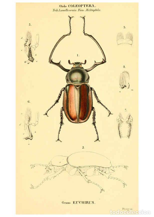 Collezionismo di Riviste e Giornali: Reproducci&oacute;n/Reproduction 6298075045: Genera qu&aelig;dam insectorum. Iconibus illustravit et descripsit H