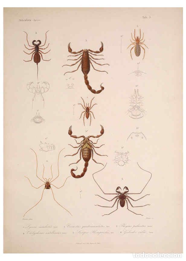 Collezionismo di Riviste e Giornali: Reproducci&oacute;n/Reproduction 6298595584: Histoire physique, politique et naturelle de l'ile de Cuba: At