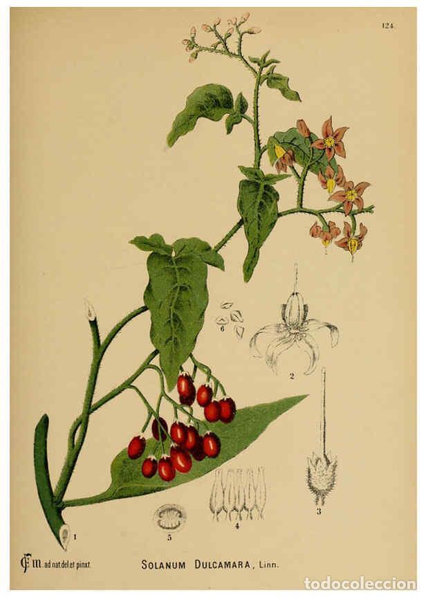 Sammeln von Zeitschriften und Zeitungen: Reproducci&oacute;n/Reproduction 6025982616: American medicinal plants New York,Boericke & Tafel,c1887 - Ch