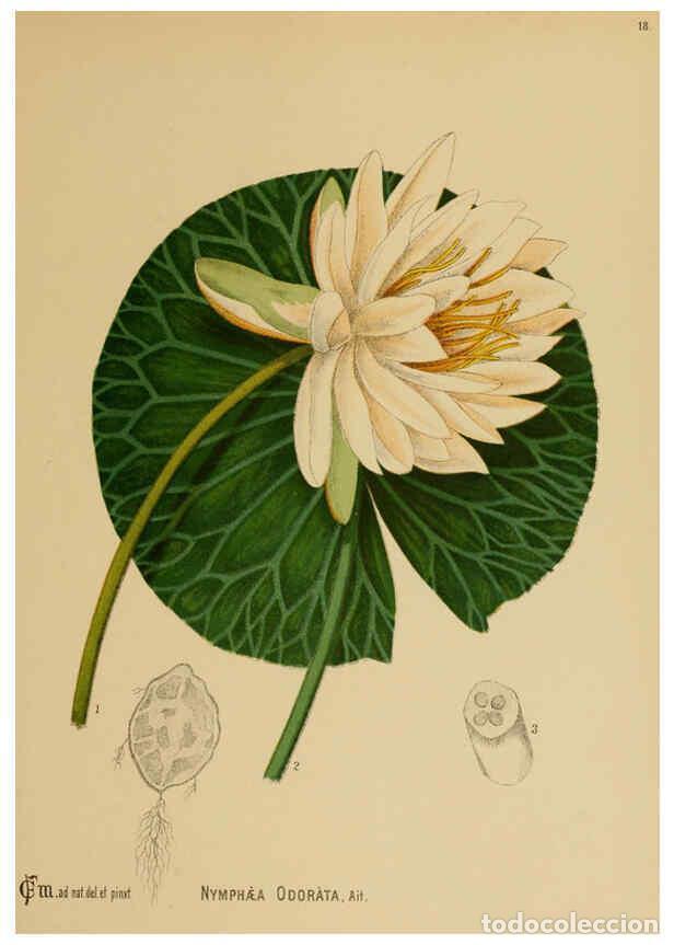 Sammeln von Zeitschriften und Zeitungen: Reproducci&oacute;n/Reproduction 6025947260: American medicinal plants New York,Boericke & Tafel,c1887 - Ch